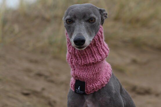 whippet greyhound snood