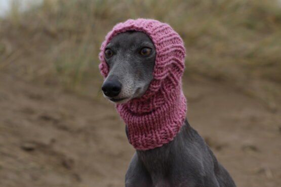 whippet greyhound snood