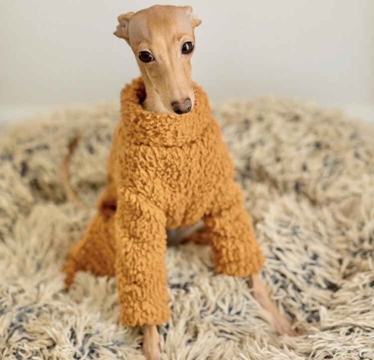 whippet teddy