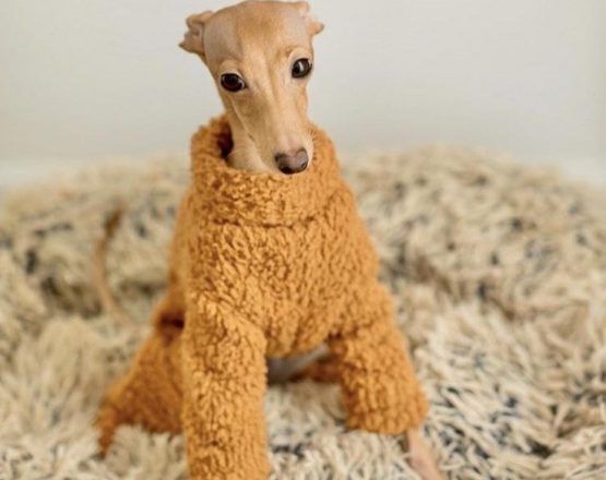 whippet greyhound jumper