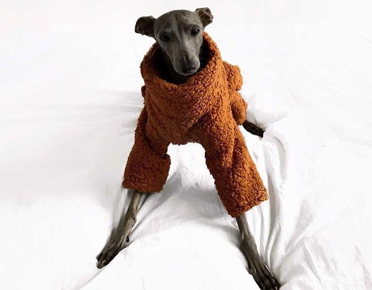greyhound teddy bear