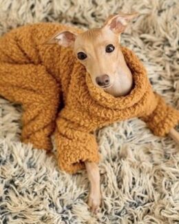 whippet greyhound jumper