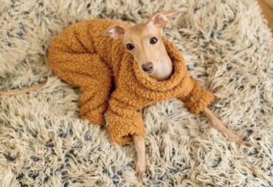 whippet greyhound jumper