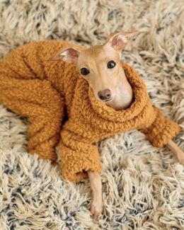 whippet greyhound jumper