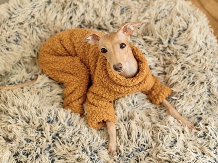 whippet greyhound jumper