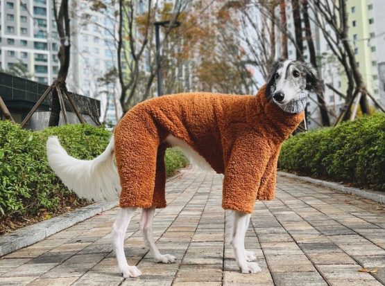 whippet greyhound jumper