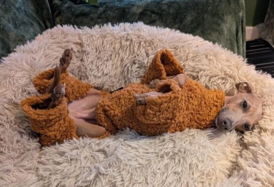 whippet greyhound jumper