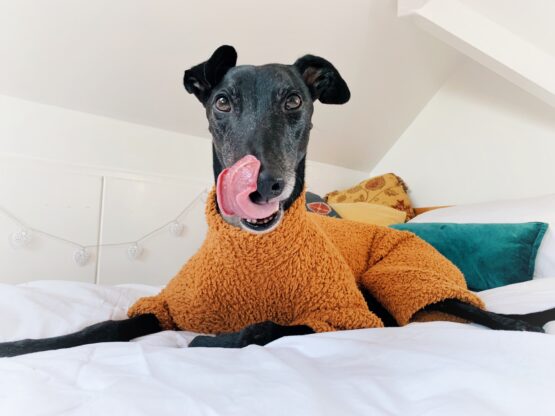 Teddy Bear Fluffy Whippet Greyhound Onesie Italian Lurcher