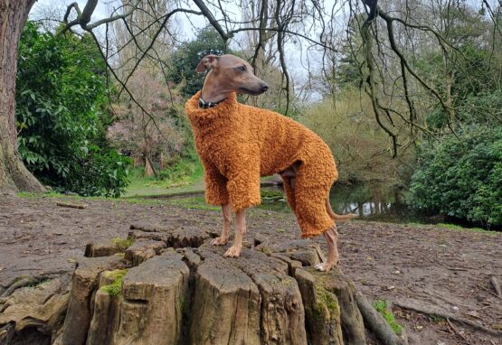 whippet greyhound jumper