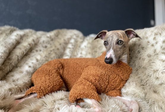 whippet greyhound jumper