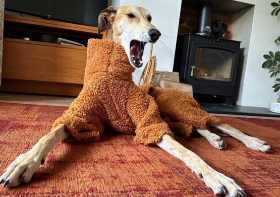 whippet greyhound jumper