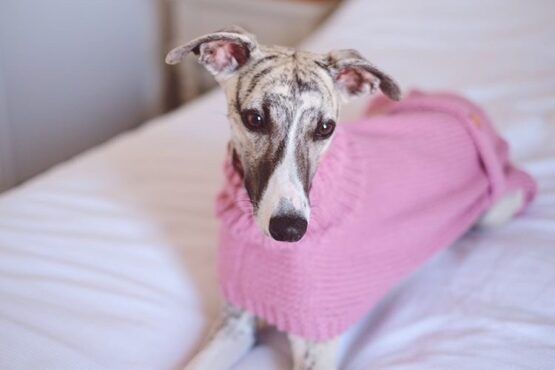 whippet greyhound jumper