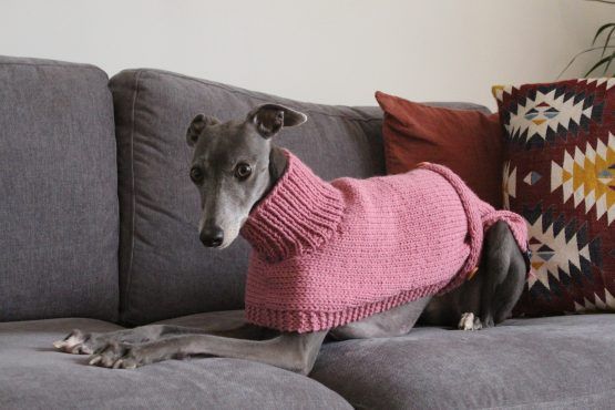 whippet greyhound jumper