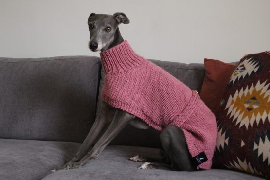 whippet greyhound jumper