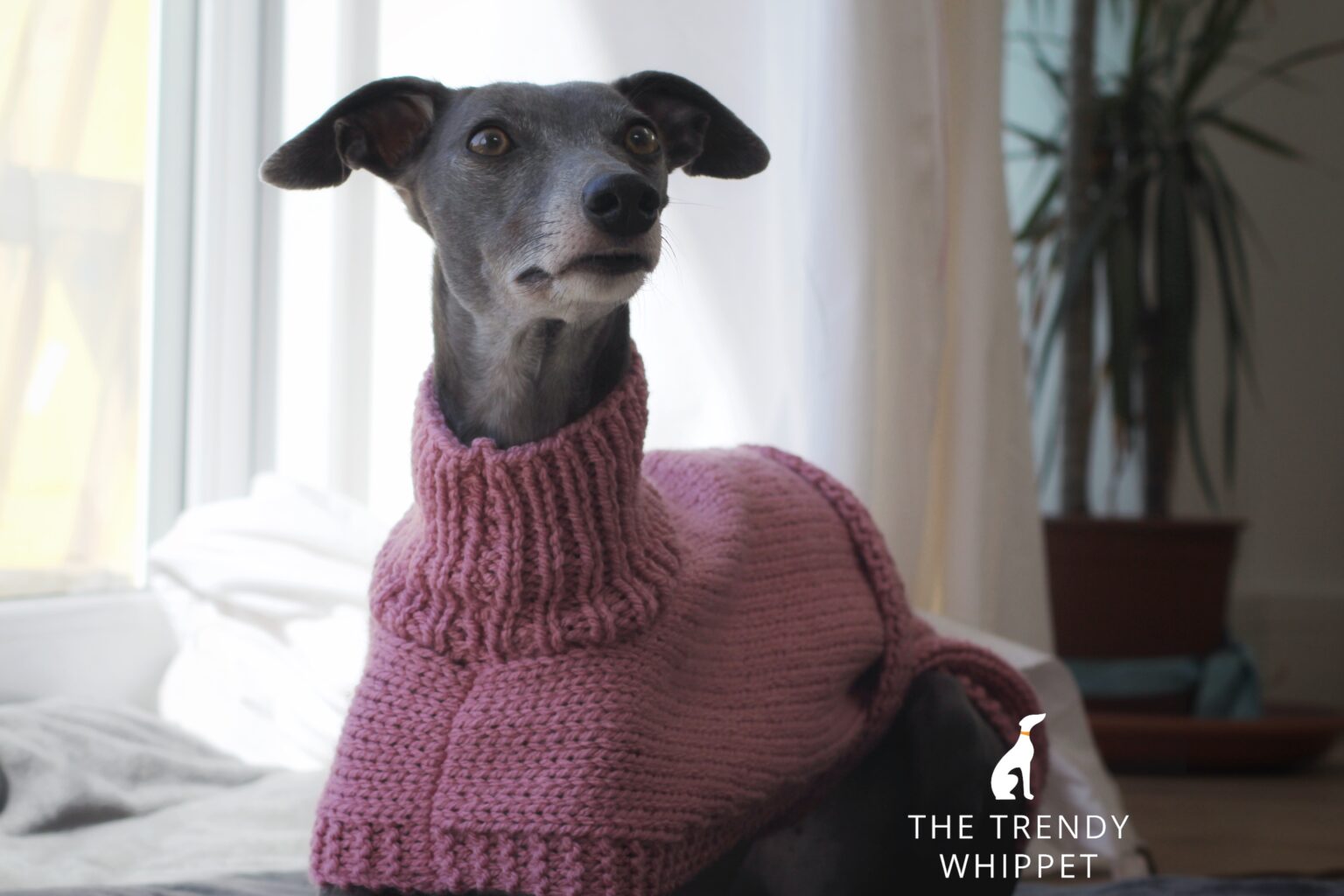 Hand Knitted Pink Whippet Jumper Greyhound Italian Lurcher