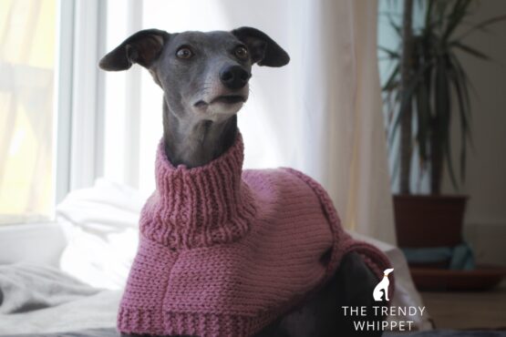 whippet greyhound jumper