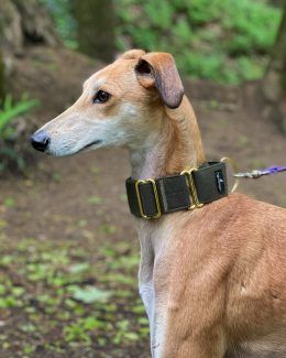 whippet greyhound collar