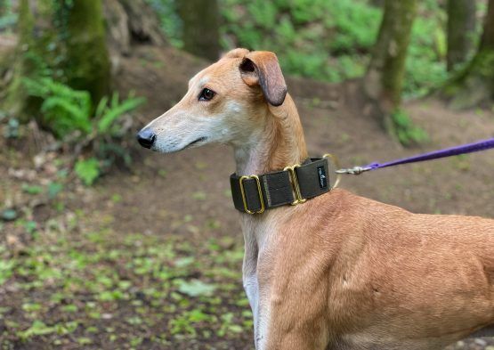 whippet greyhound collar