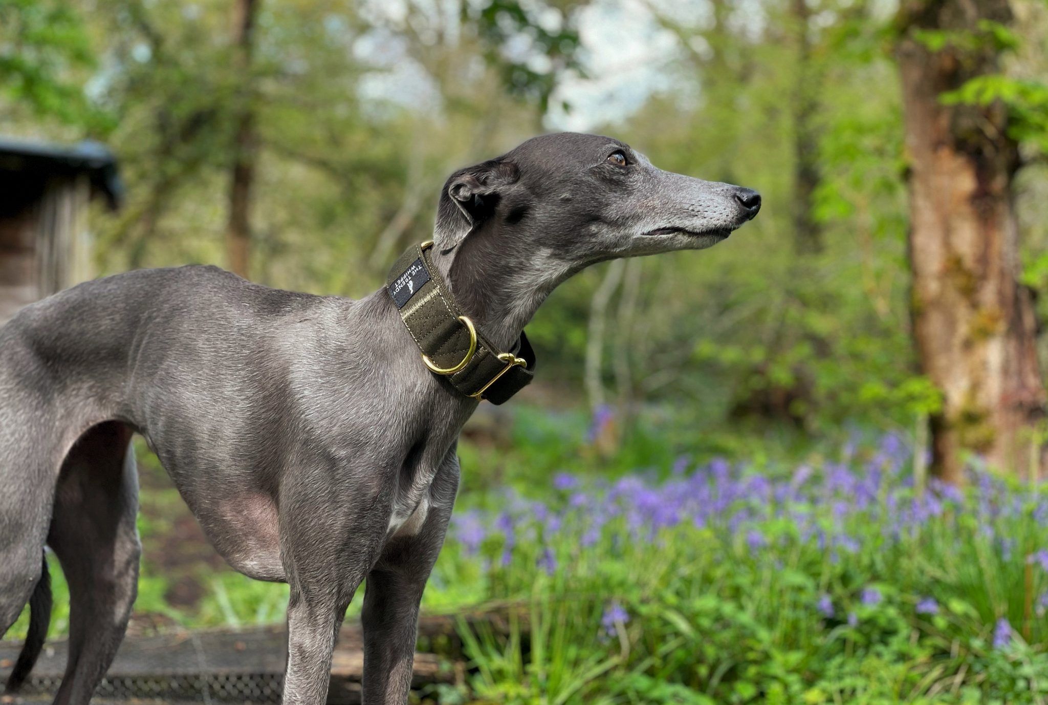 Green Martingale Whippet Greyhound Collar Italian Lurcher