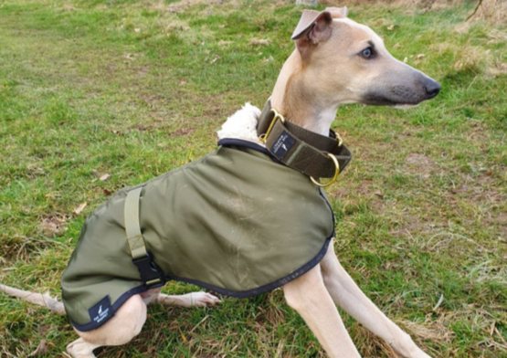 whippet greyhound collar