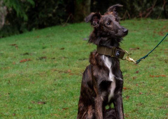 whippet greyhound collar