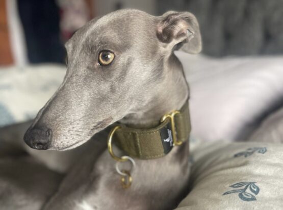 whippet greyhound collar