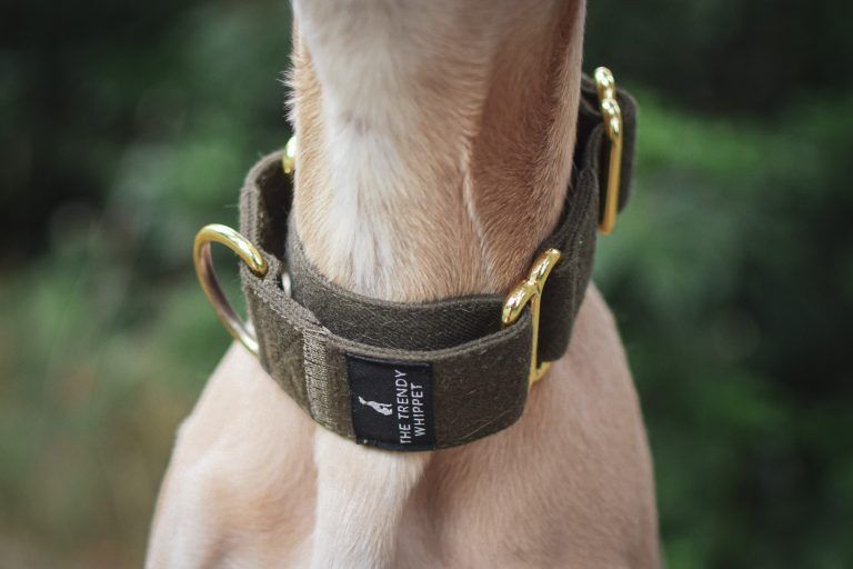 Green Martingale Whippet Greyhound Collar Italian Lurcher