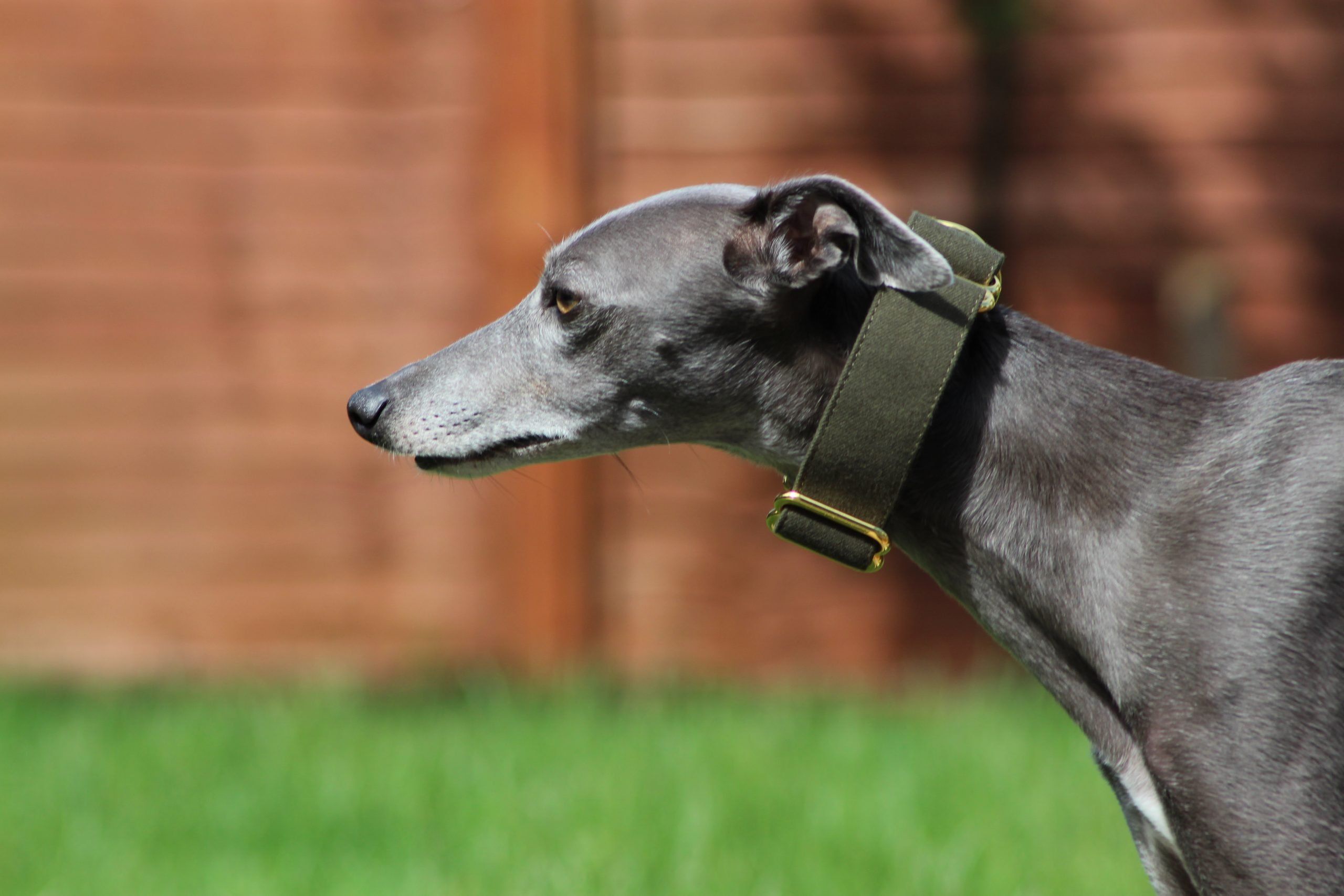 Green Martingale Whippet Collar Greyhound Italian Lurcher
