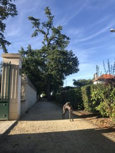the trendy whippet