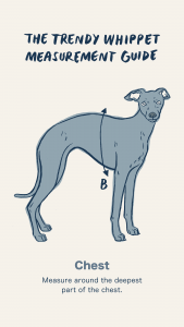 Trendy Whippet Measurement Guide