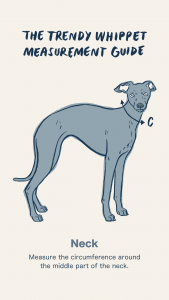 Trendy Whippet Measurement Guide