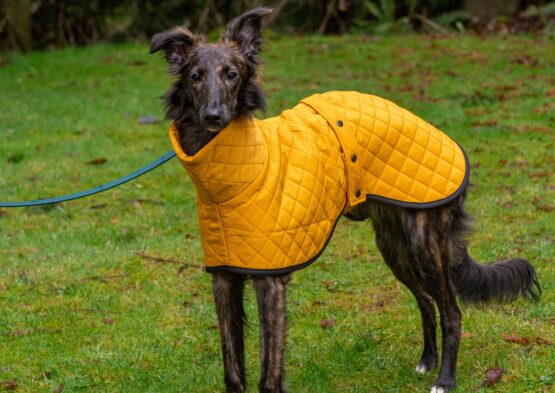 whippet greyhound coat