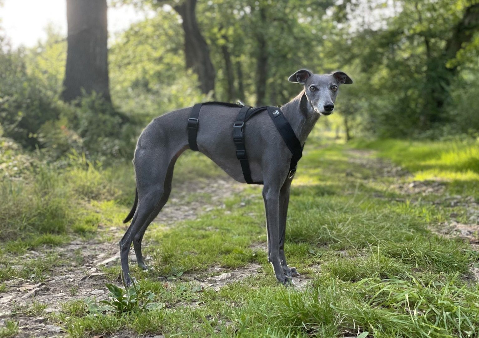 Black Triple Strap 2 Point Whippet Greyhound Harness Italian Lurcher