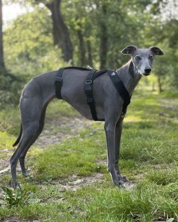 whippet greyhound harness