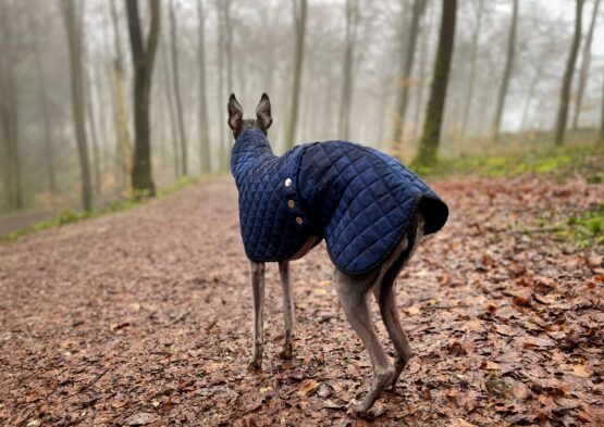 whippet greyhound coat