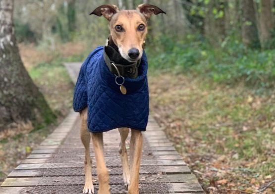 whippet greyhound coat