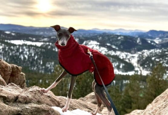 whippet greyhound coat