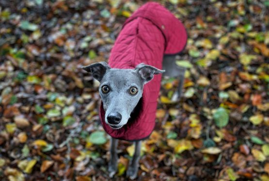 whippet greyhound coat