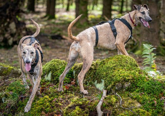 whippet greyhound harness