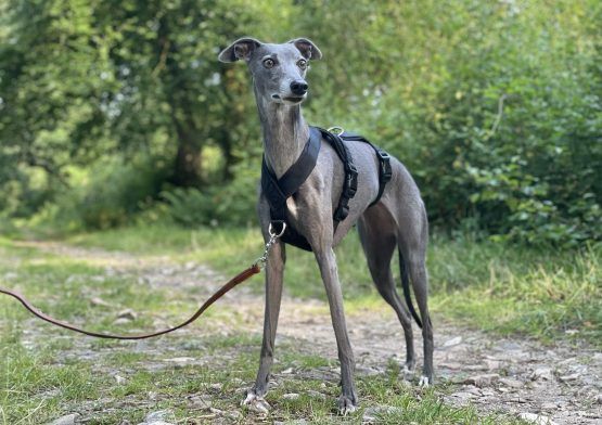 whippet greyhound harness