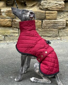 whippet greyhound coat