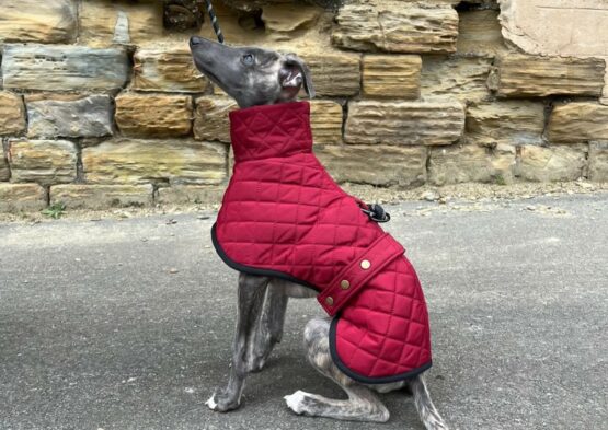 whippet greyhound coat