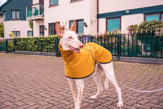 whippet greyhound coat