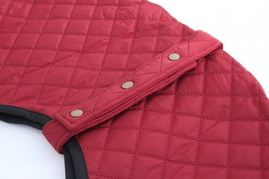 whippet greyhound coat