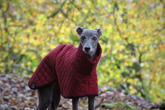 whippet greyhound coat