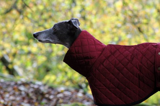 whippet greyhound coat