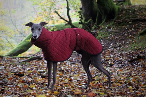 whippet greyhound coat