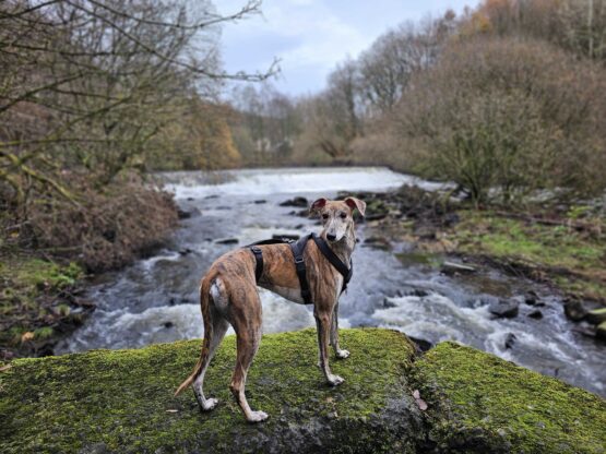 whippet greyhound harness