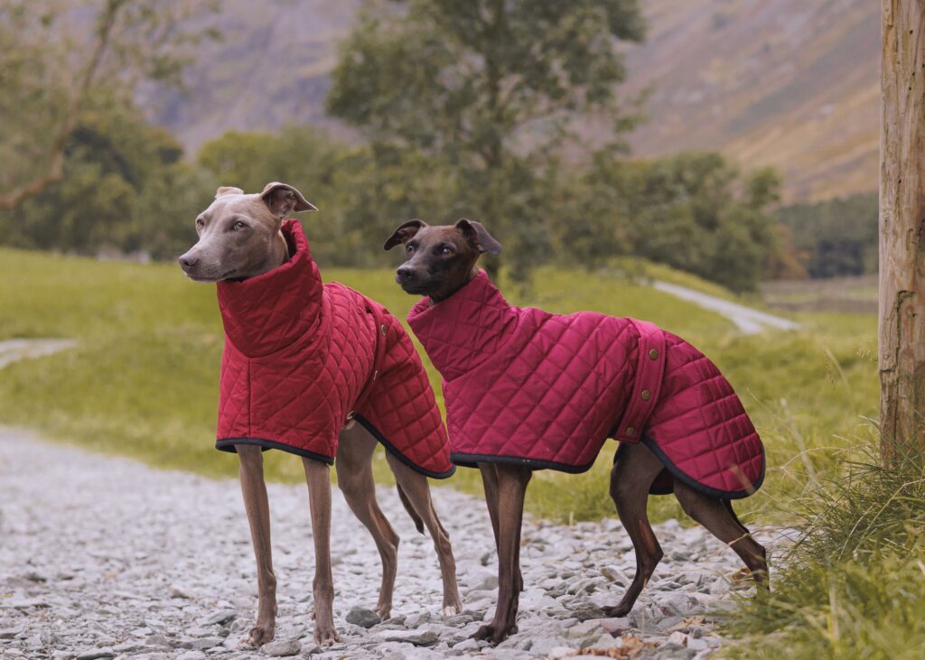 Burgundy Quilted Waterproof Whippet Coat The Trendy Whippet burgundy-quilted-waterproof-whippet-coat-the-trendy-whippet