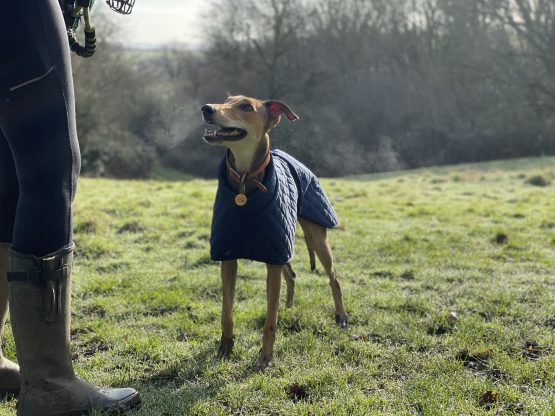 whippet greyhound coat